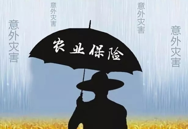 保险赋能种业：法律护航粮食安全“芯片”