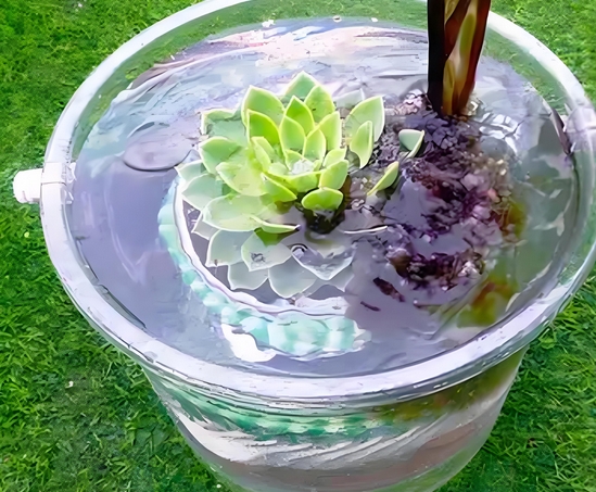 浸盆：植物养护的“急救神器”！