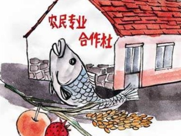 合作社发展有“靠山”：财政、税收、金融等全方位支持！